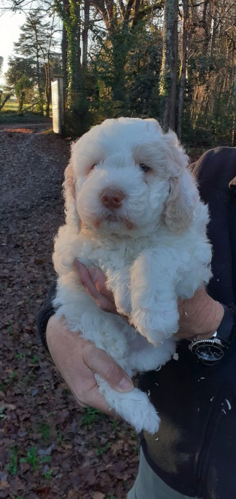 de la Colline de Montboyer - Chiot disponible  - Lagotto Romagnolo