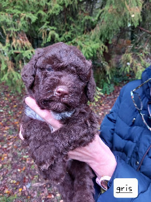 de la Colline de Montboyer - Lagotto Romagnolo - Portée née le 30/09/2023