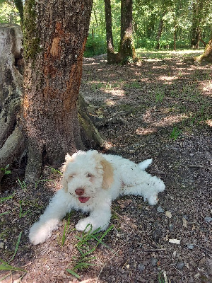 de la Colline de Montboyer - Lagotto Romagnolo - Portée née le 14/04/2024