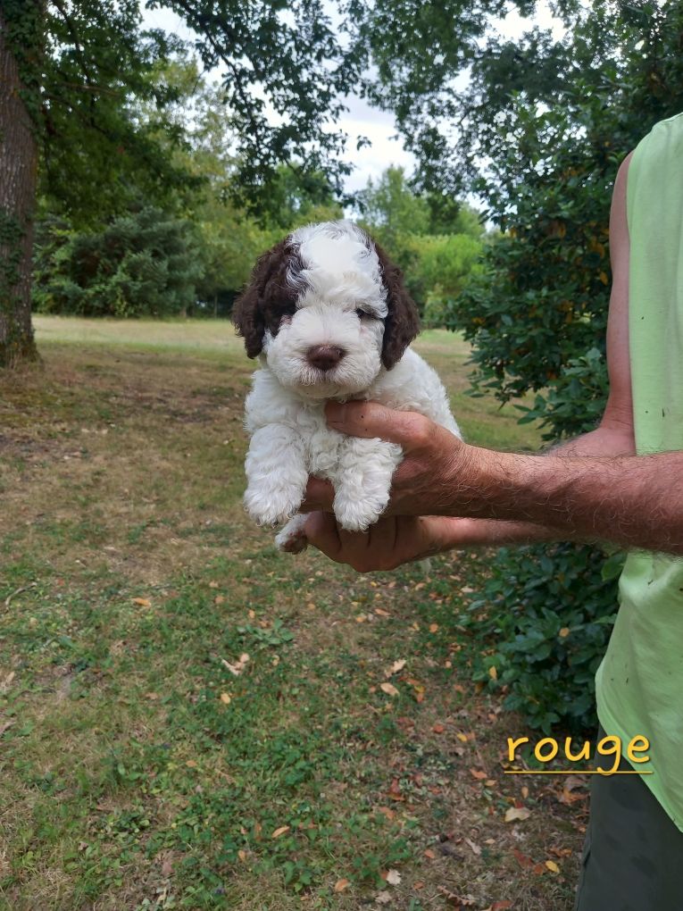 de la Colline de Montboyer - Chiots disponibles - Lagotto Romagnolo