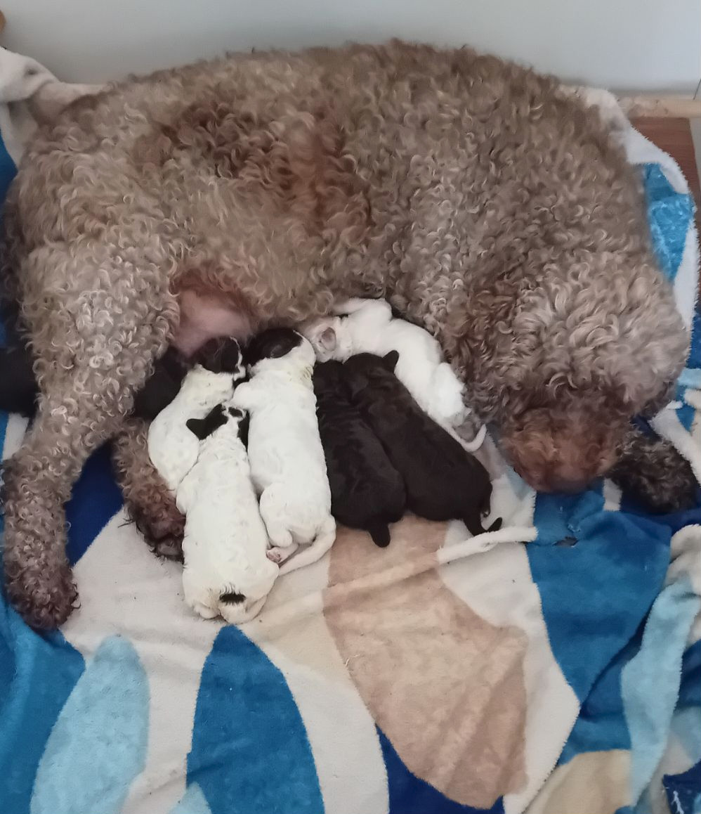 Chiot Lagotto Romagnolo de la Colline de Montboyer