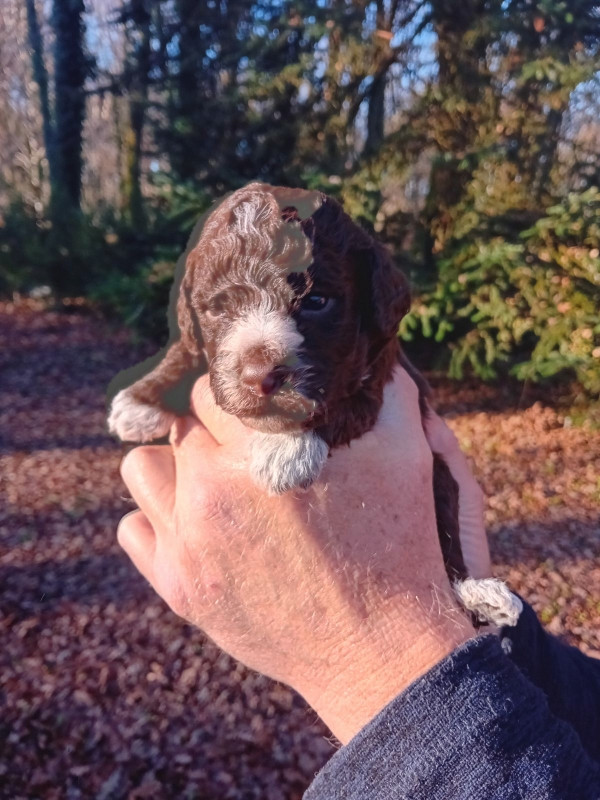 de la Colline de Montboyer - Chiots disponibles - Lagotto Romagnolo