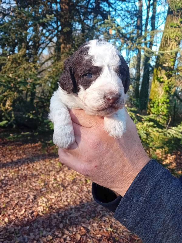 de la Colline de Montboyer - Chiots disponibles - Lagotto Romagnolo