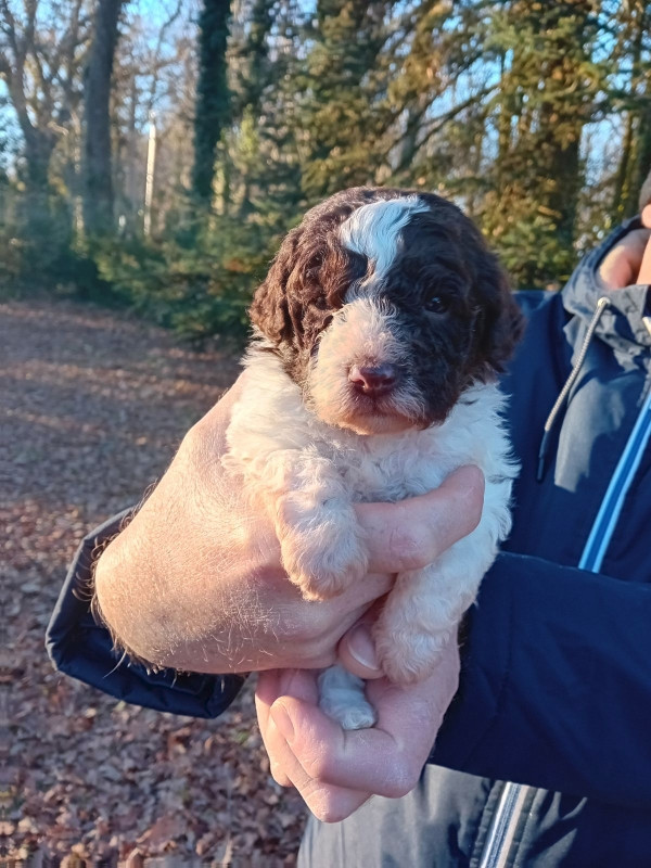 de la Colline de Montboyer - Lagotto Romagnolo - Portée née le 08/12/2025
