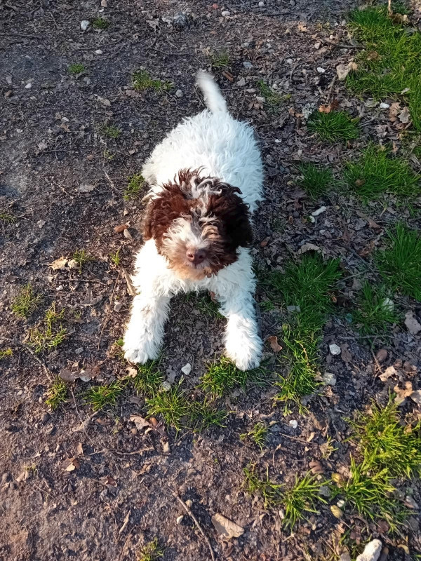 de la Colline de Montboyer - Chiots disponibles - Lagotto Romagnolo