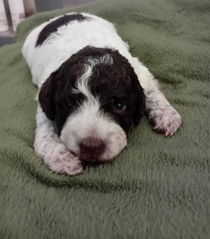 de la Colline de Montboyer - Chiots disponibles - Lagotto Romagnolo