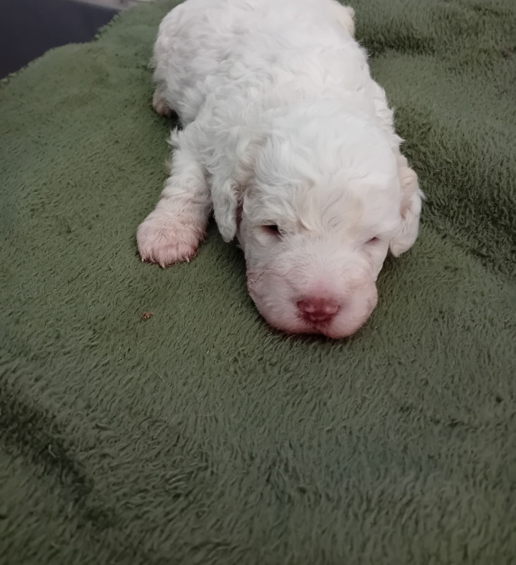 de la Colline de Montboyer - Chiots disponibles - Lagotto Romagnolo