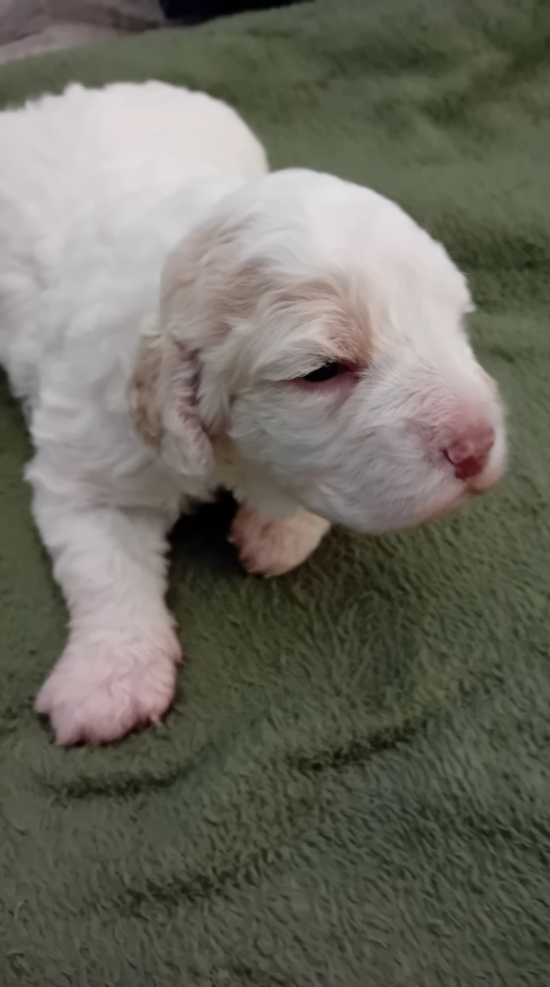de la Colline de Montboyer - Chiots disponibles - Lagotto Romagnolo