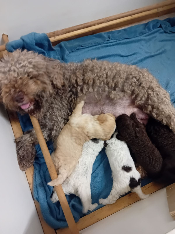 Chiot Lagotto Romagnolo de la Colline de Montboyer