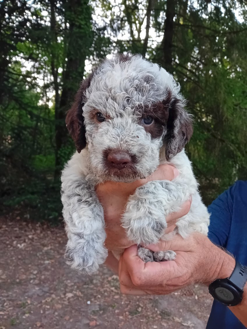 de la Colline de Montboyer - Chiots disponibles - Lagotto Romagnolo