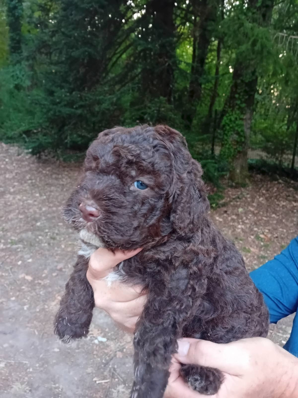 de la Colline de Montboyer - Chiots disponibles - Lagotto Romagnolo