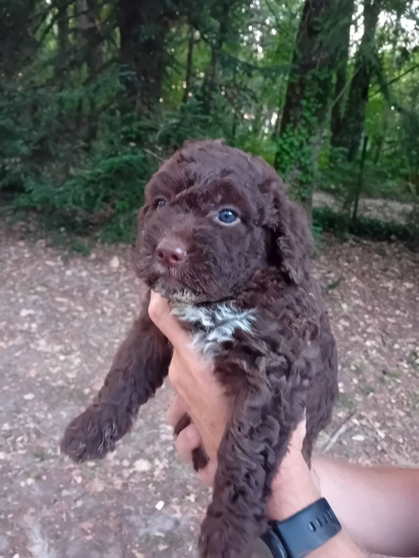 de la Colline de Montboyer - Chiots disponibles - Lagotto Romagnolo