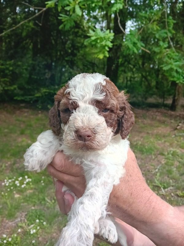 de la Colline de Montboyer - Chiots disponibles - Lagotto Romagnolo