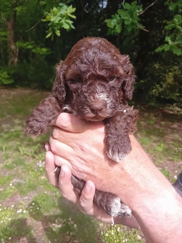de la Colline de Montboyer - Chiots disponibles - Lagotto Romagnolo