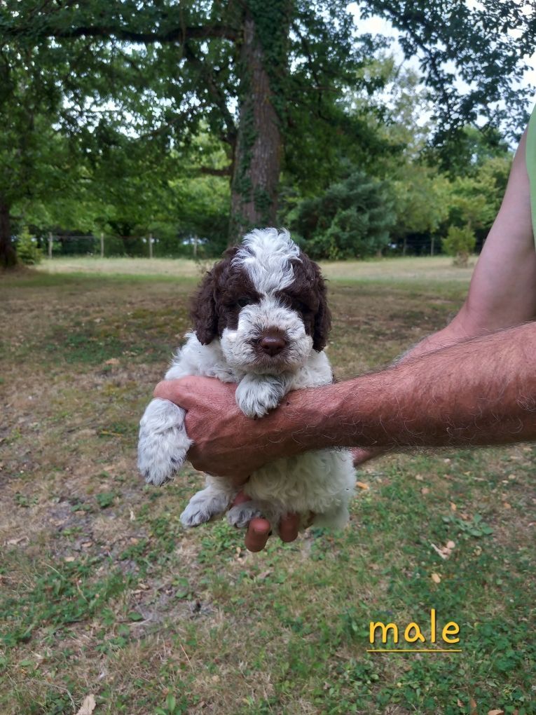 de la Colline de Montboyer - Chiots disponibles - Lagotto Romagnolo