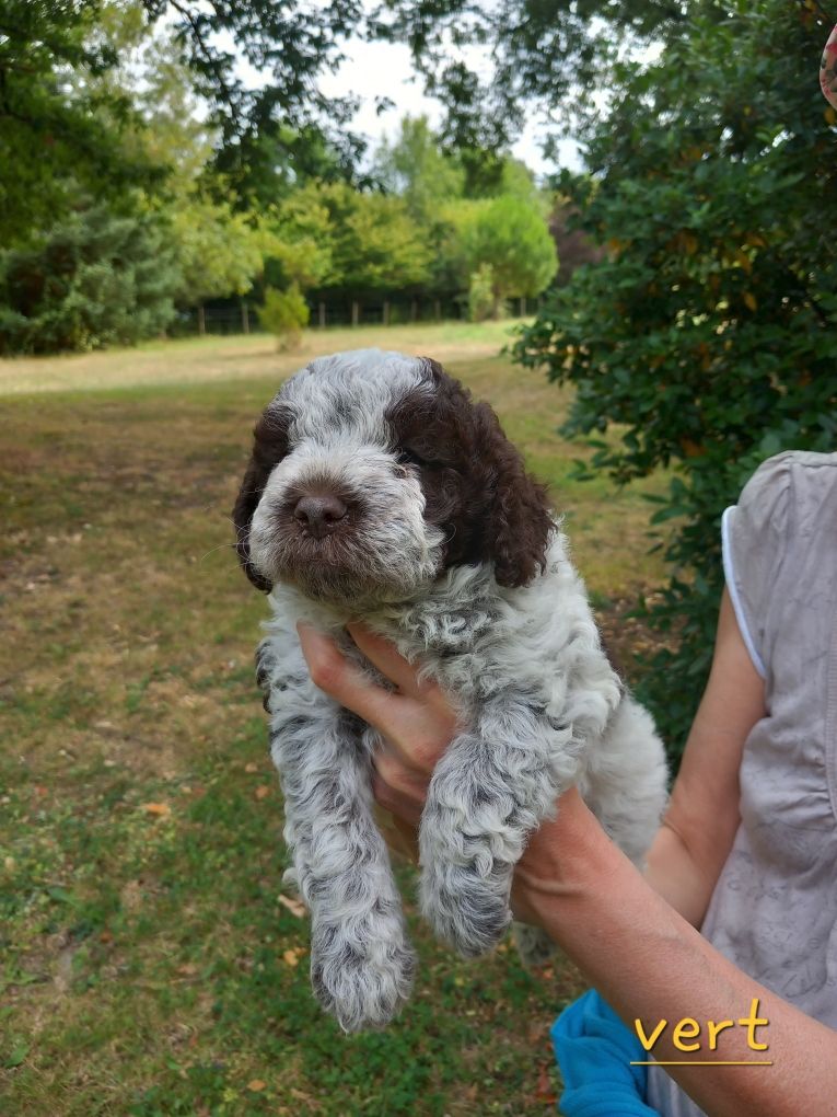 de la Colline de Montboyer - Chiots disponibles - Lagotto Romagnolo