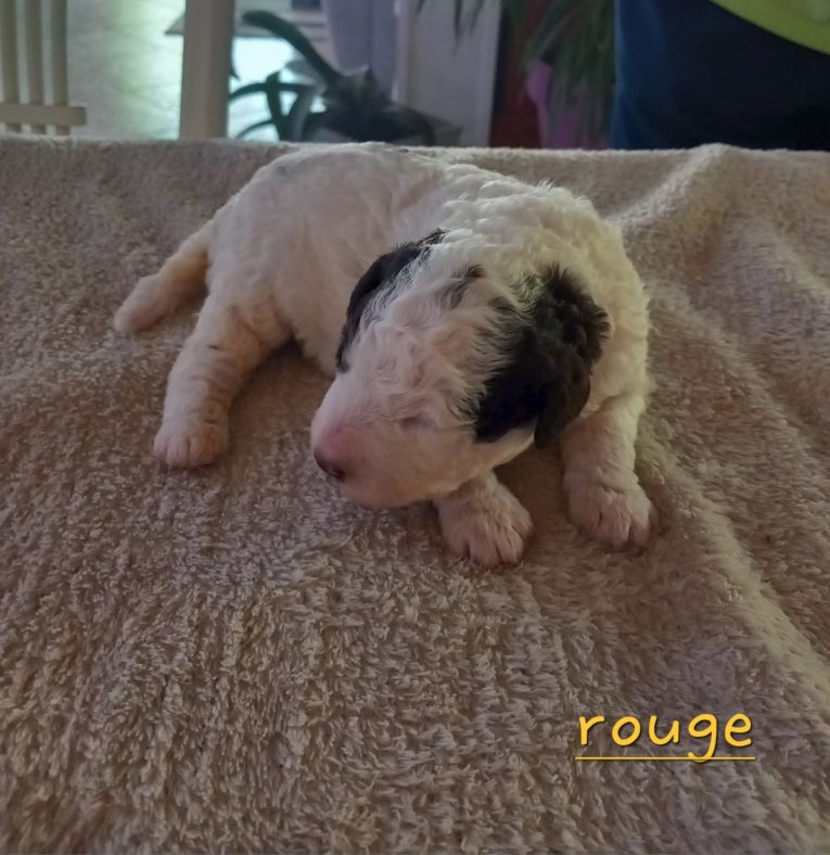 de la Colline de Montboyer - Chiots disponibles - Lagotto Romagnolo