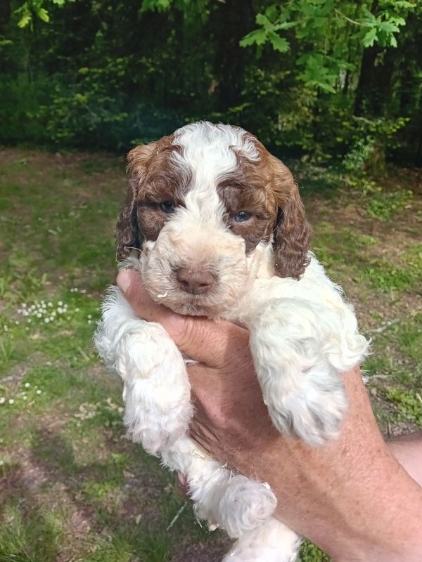 de la Colline de Montboyer - Chiots disponibles - Lagotto Romagnolo