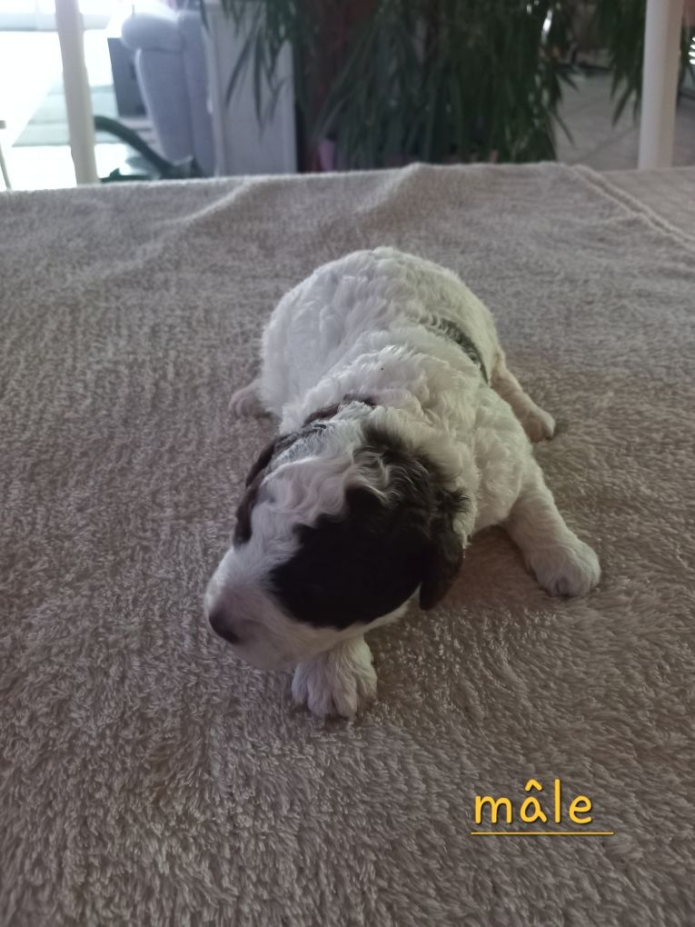 de la Colline de Montboyer - Chiots disponibles - Lagotto Romagnolo