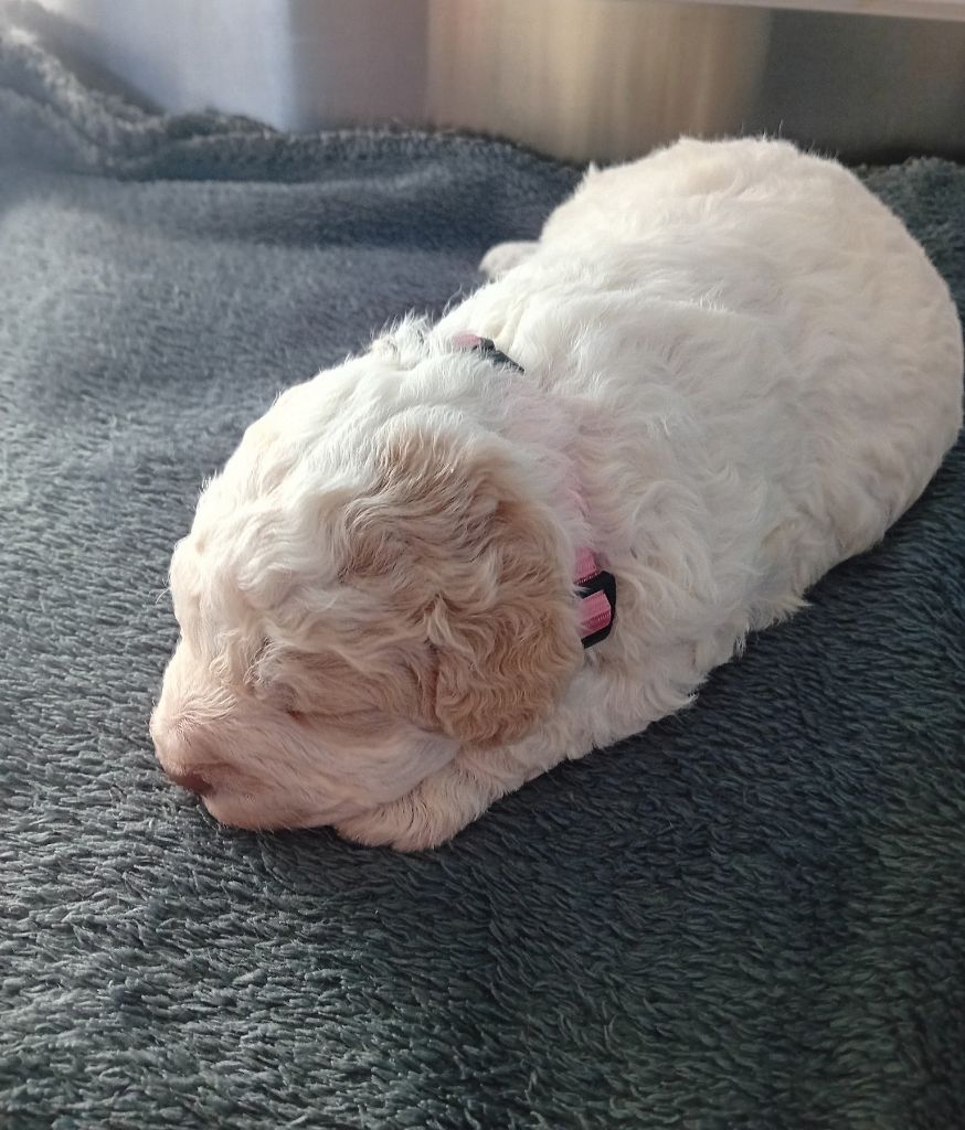 de la Colline de Montboyer - Lagotto Romagnolo - Portée née le 02/12/2024