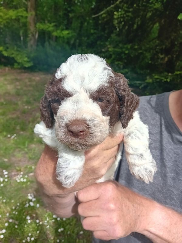 de la Colline de Montboyer - Chiots disponibles - Lagotto Romagnolo