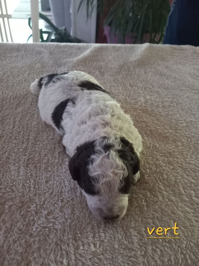 de la Colline de Montboyer - Chiots disponibles - Lagotto Romagnolo