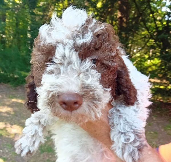 de la Colline de Montboyer - Chiots disponibles - Lagotto Romagnolo