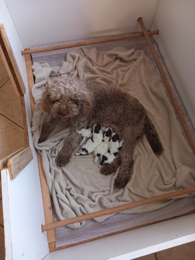 Chiot Lagotto Romagnolo de la Colline de Montboyer