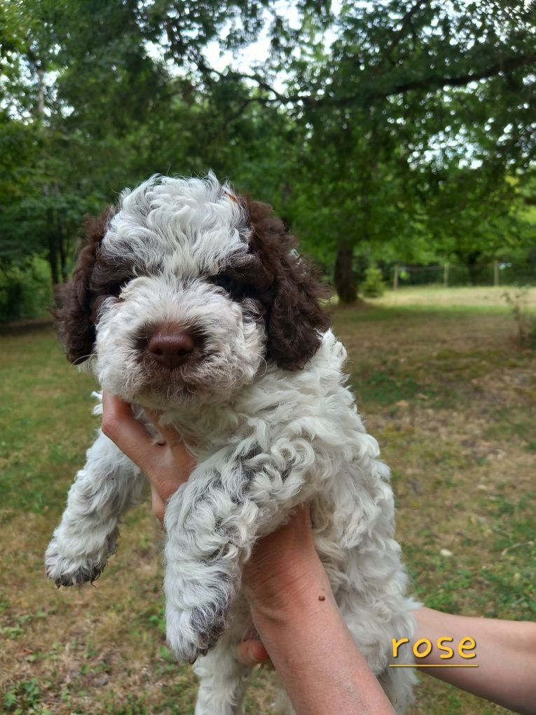 de la Colline de Montboyer - Chiots disponibles - Lagotto Romagnolo