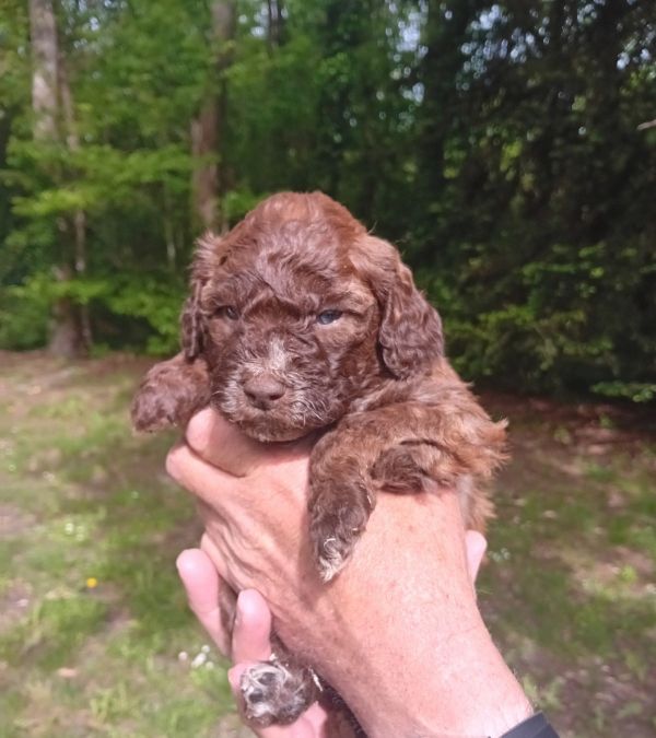 de la Colline de Montboyer - Chiots disponibles - Lagotto Romagnolo