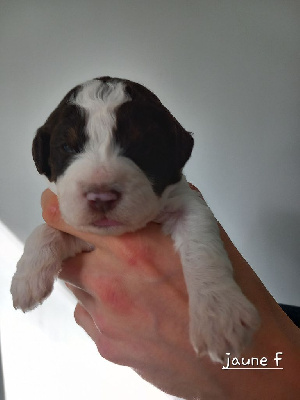 CHIOT 8 - JAUNE 