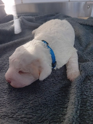 CHIOT MALE - COLLIER BLEU