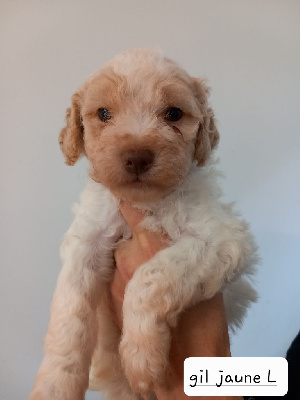 CHIOT 7 - JAUNE FLUO