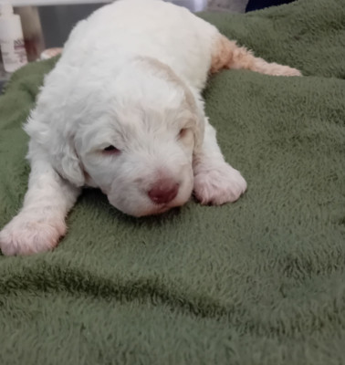 Chiot N°2