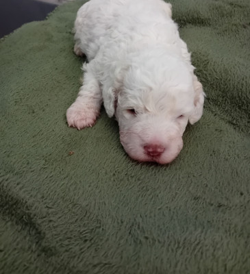 Chiot N°3