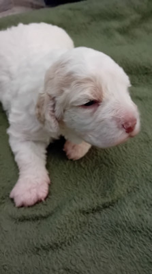 Chiot N°4