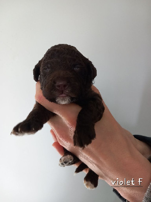 CHIOT 6 - VIOLET