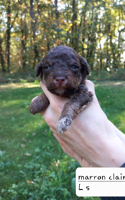 CHIOT 3 - COLLIER MARRON CLAIR