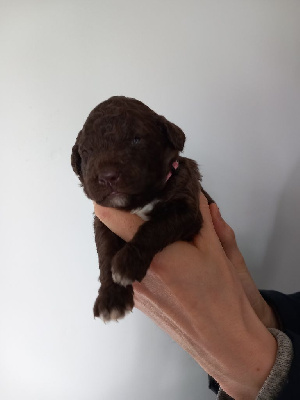 CHIOT 5 - ROSE
