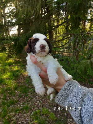 CHIOT 1 - BLEU FLUO 