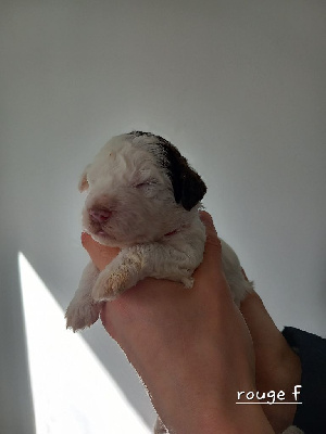 CHIOT 7 - ROUGE