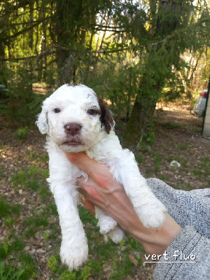 CHIOT 4 - VERT FLUO