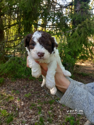 CHIOT 2 - VERT