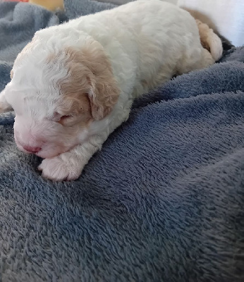 CHIOT MALE - COLLIER VERT