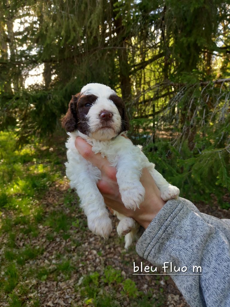 de la Colline de Montboyer - Lagotto Romagnolo - Portée née le 19/03/2024