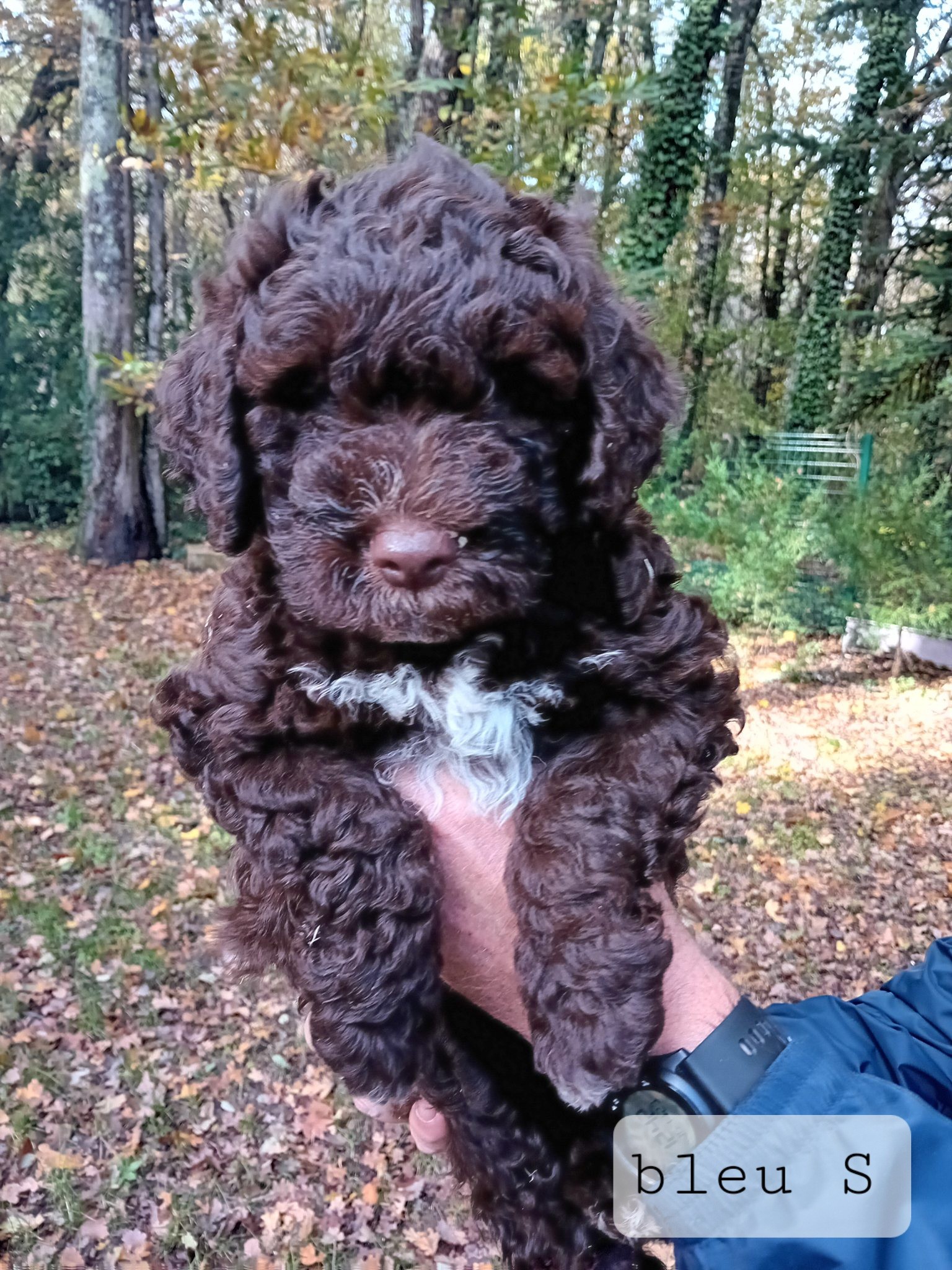 de la Colline de Montboyer - Lagotto Romagnolo - Portée née le 02/10/2023