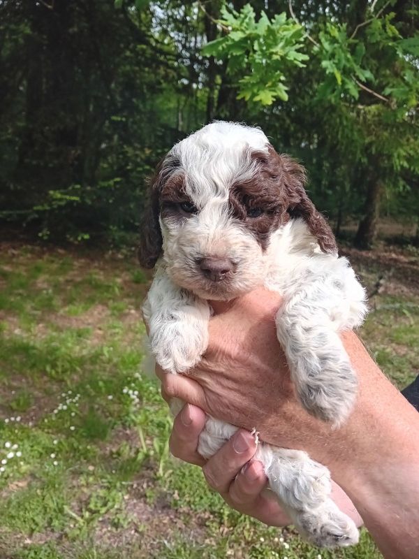 de la Colline de Montboyer - Chiots disponibles - Lagotto Romagnolo